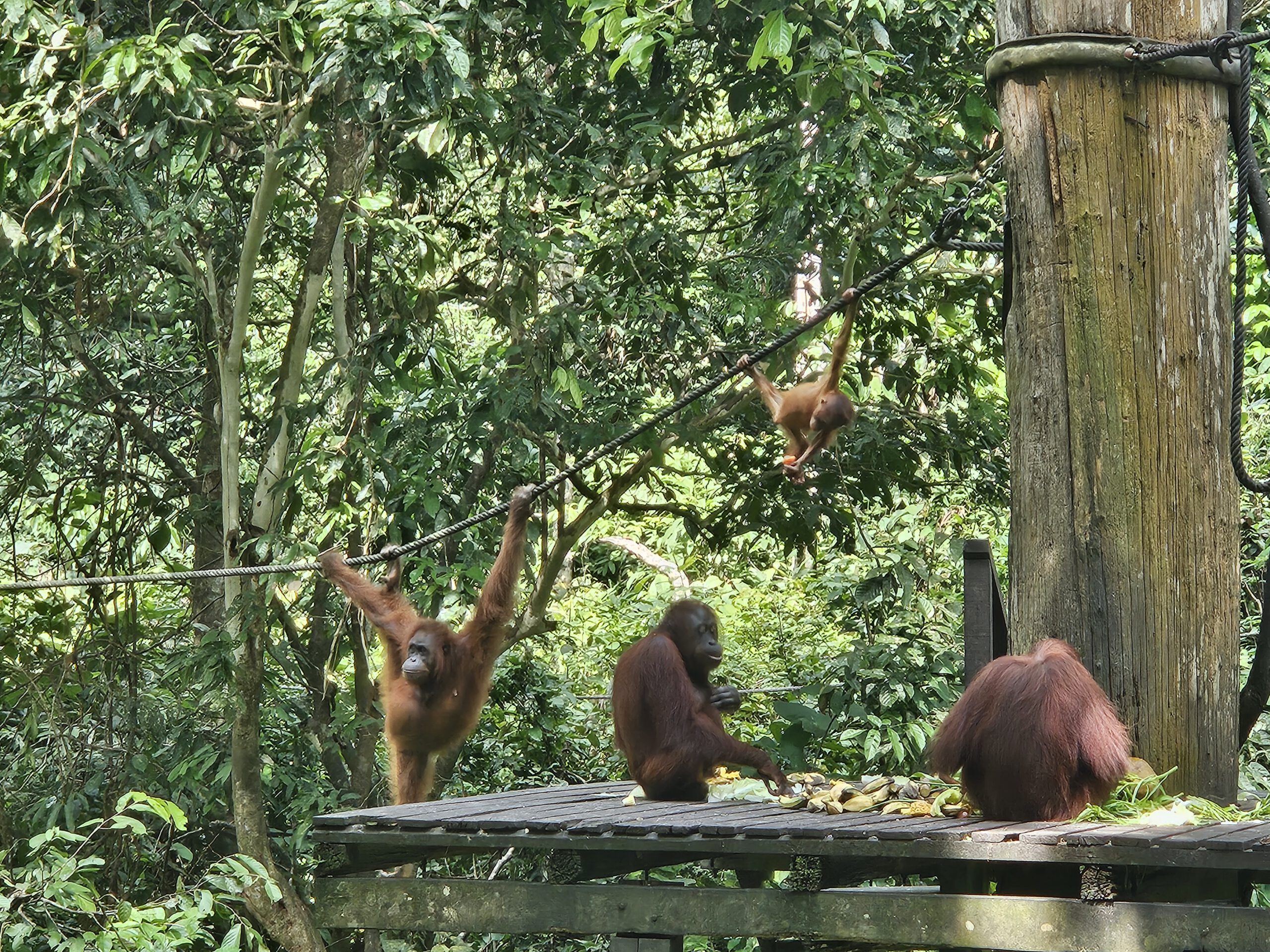 Letter 3 – Malaysia Borneo