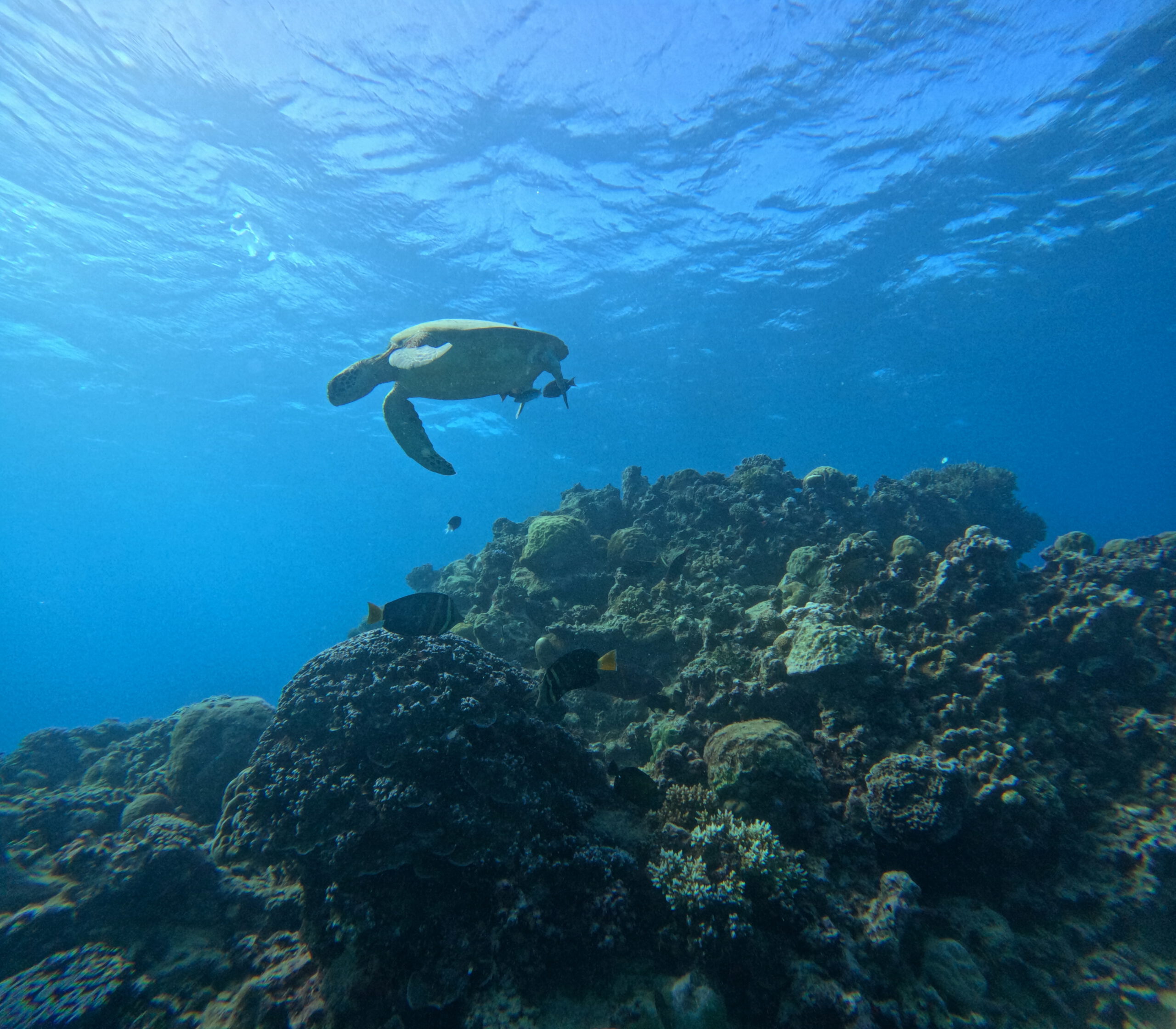 Letter 17 – Australien: Von Sydney bis Cairns